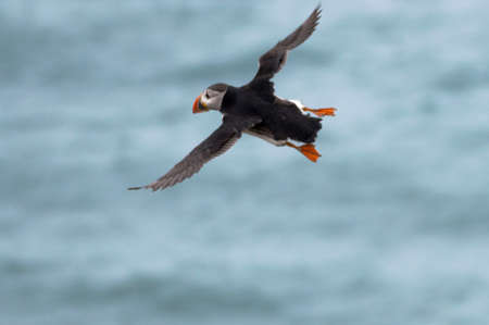 A puffin flying over the sea at Bempton Cliffs, Bridlington, East Yorkshireの写真素材