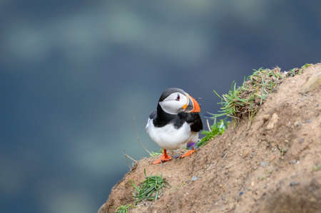 A puffin perched on a grassy cliff overlooking the sea, at Bempton Cliffs, Bridlington, East Yorkshire.の写真素材