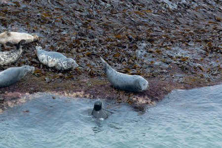Seals basking in the sun, on a rock face against the sea. Bempton Cliffs, Bridlington, East Yorkshire.の写真素材