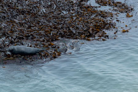 Seals basking in the sun, on a rock face against the sea. Bempton Cliffs, Bridlington, East Yorkshire.の写真素材