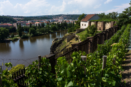 Vysehrad vineyard, view of the Vltava riverの写真素材
