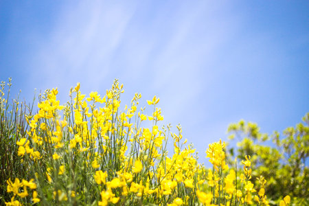 This high-aiming shot of yellow flowers over the blue sky calls for the endless opportunities of a...