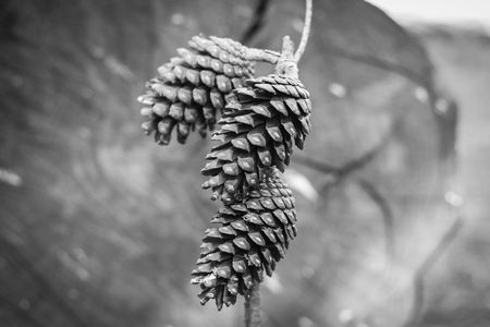 Pine acorns over a tree stump background in the forestの写真素材