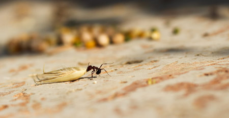 Hey ant dragging an oat seed preparing for winter