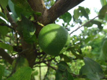 Green lemon growing Fruit on the tree There is sunlight coming through the effect.の写真素材