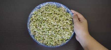 Hand holding the edge of the dish. Focus on the dish with raw bean sprouts. self-cultivated, pesticide-free It is safe for consumers. on a black wooden tableの写真素材