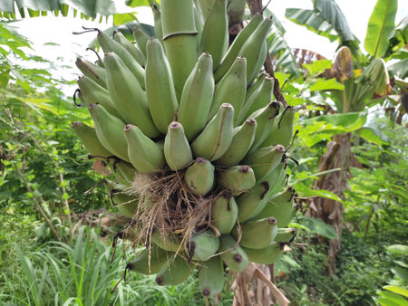 mature green banana Almost ripe on the tree, with branches and leaves.の写真素材