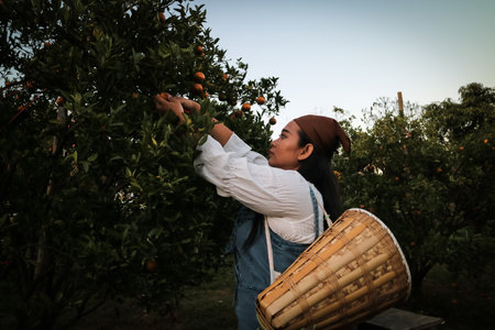 young woman dressed in minimal style, Korean style, is picking oranges in the garden in the evening, northern region, Chiang Mai-Thailandの写真素材