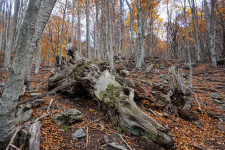 Large chestnut trees in the middle of a beech forest in autumnの写真素材