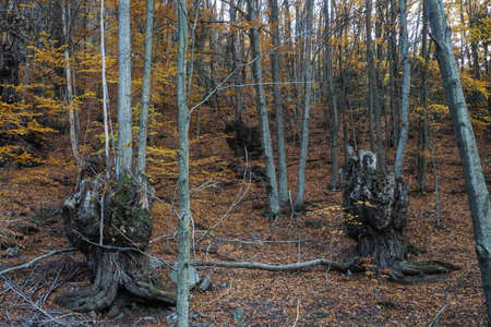 Large chestnut trees in the middle of a beech forest in autumnの写真素材