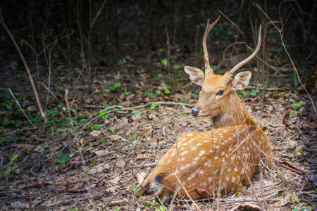 Deer in forrestの写真素材
