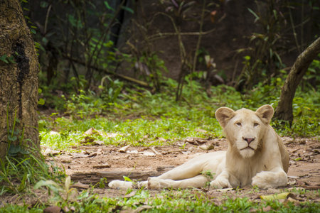 lion in forrest
