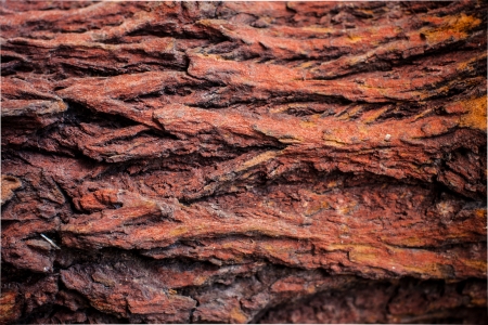 Tree bark natural textured backgroundの写真素材