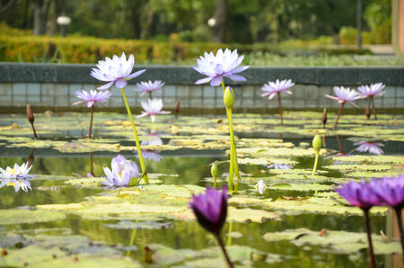 White Lotusの写真素材