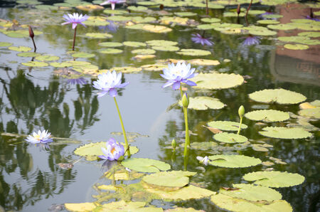 White Lotusの写真素材