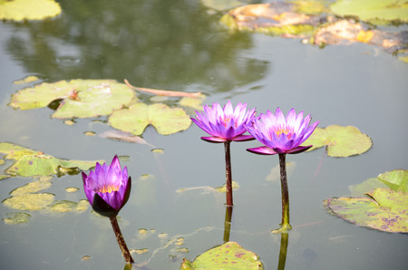 purple Lotusの写真素材