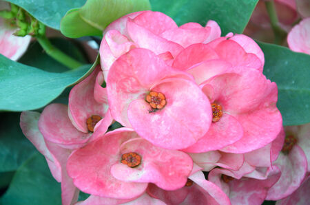 Euphorbia Beautiful Flower in Thailandの写真素材