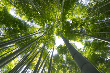 The uprisen angle of bamboo garden with sunshine at Hokoku-ji in Kamakura, Japanの写真素材