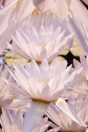 The white lotus stack overlaps.の写真素材