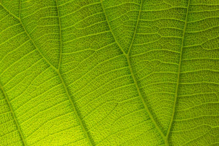 Green leaf detailの写真素材