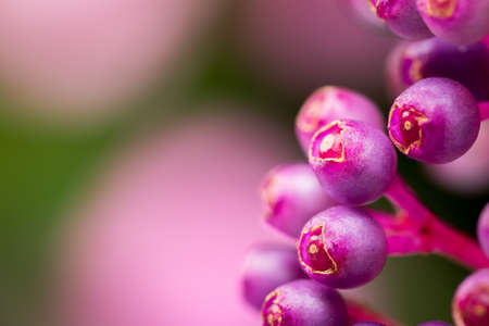 Andaman Pearl Beautiful purple color.の写真素材