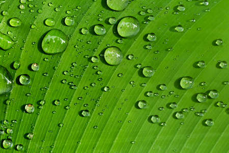 Water drops on green leaves.の写真素材
