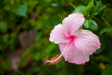 The beautiful pink shoe flower isolated in the brunch. This kind of flower is well-growth in Asia.