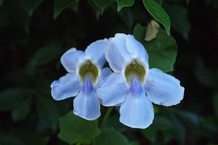 close-up irises flowerの写真素材