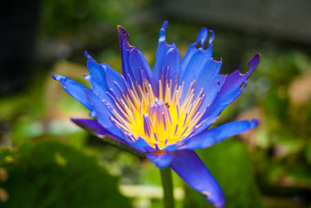 The purple lotus with the insect in their blossum flower. This picture could be use in the florist industryの写真素材
