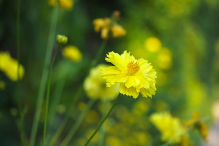 The isolated Marigold flower in the blur flower in the background