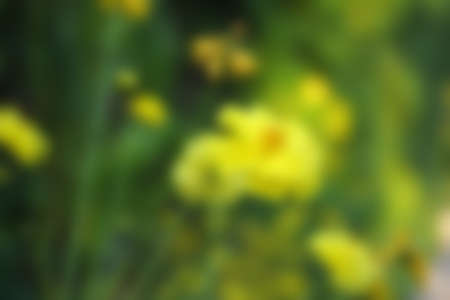 The blurred background of one kind of flower,Marigold.の写真素材