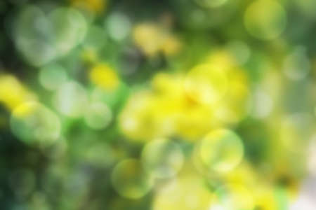 The blurred background of one kind of flower,Marigold.の写真素材