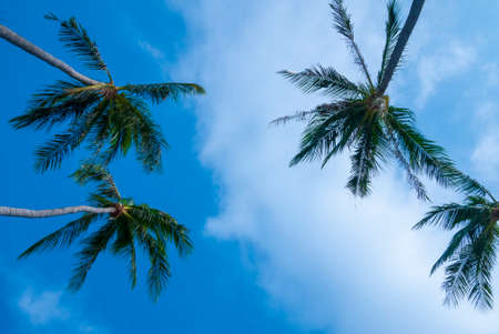 Coconut with beautiful blue skyの写真素材