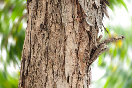 abstract grunge wood texture background with spin effectの写真素材