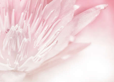 Bright glowing Close-up bloosom lotus in retro pink.This picture could be use in the florist industryの写真素材