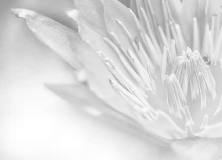 Bright glowing Close-up bloosom lotus in black and white.の写真素材