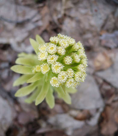 Macro view of wild flowerの写真素材
