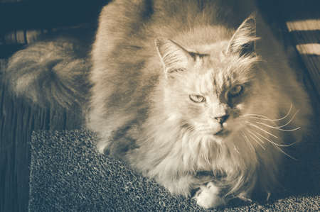 Maine Coon cat sitting on carpet. Vintage tone.の写真素材