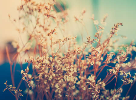 Vintage photo of wild flowers in sunsetの写真素材