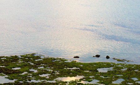 green moss background texture beautiful in nature