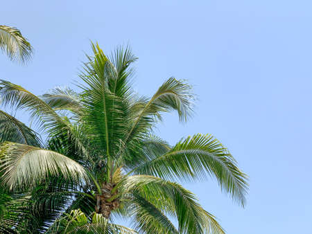 Palm trees against blue skyの写真素材