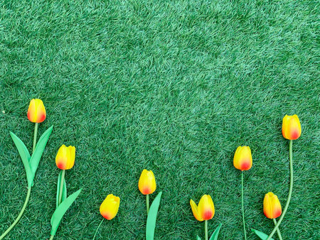 Pink tulip flowers border on grass background.