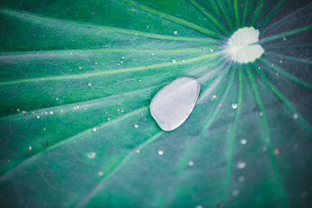 Lotus leaves with drops of water. Oriental garden. Natural exotic background. Dark toning, selective...