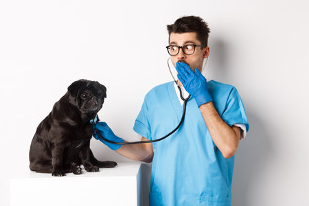 Shocked doctor in vet clinic examining dog with stethoscope, gasping amazed while cute black pug sitting still on table, white backgroundの写真素材