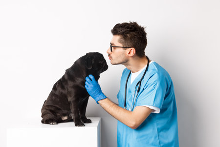 Handsome doctor veterinarian examining black pug, vet kissing and petting cute dog, white backgroundの写真素材