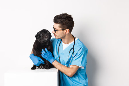 Handsome young veterinarian doctor scratching cute black pug, pet a dog, standing in scrubs over white backgroundの写真素材