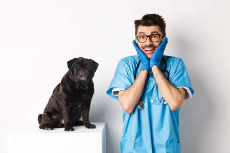 Excited young male doctor veterinarian admiring cute pet sitting on table. Cute black pug dog waiting for examination at vet clinic, white backgroundの写真素材