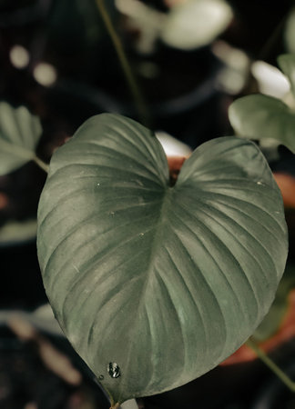 Green leaf texture. Leaf texture background. Vintage process.