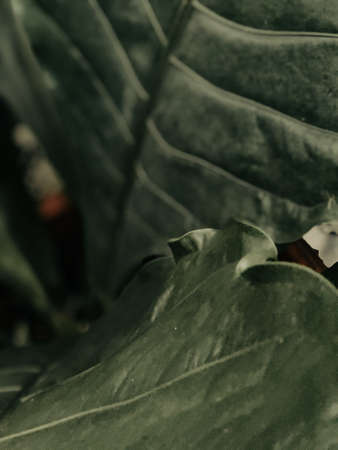 Green leaf texture. Leaf texture background. Vintage process.の写真素材