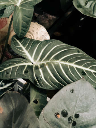 Green leaf texture. Leaf texture background. Vintage process.の写真素材